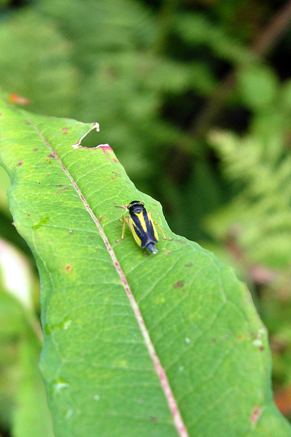 Evacanthus interruptus